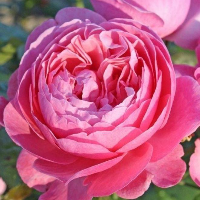 Внешний вид розы Кельнер Флора